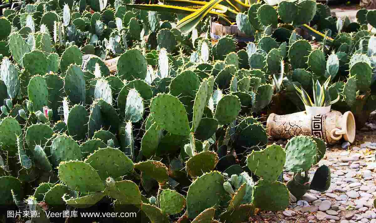 种植仙人掌的步骤(种植仙人掌的注意事项)